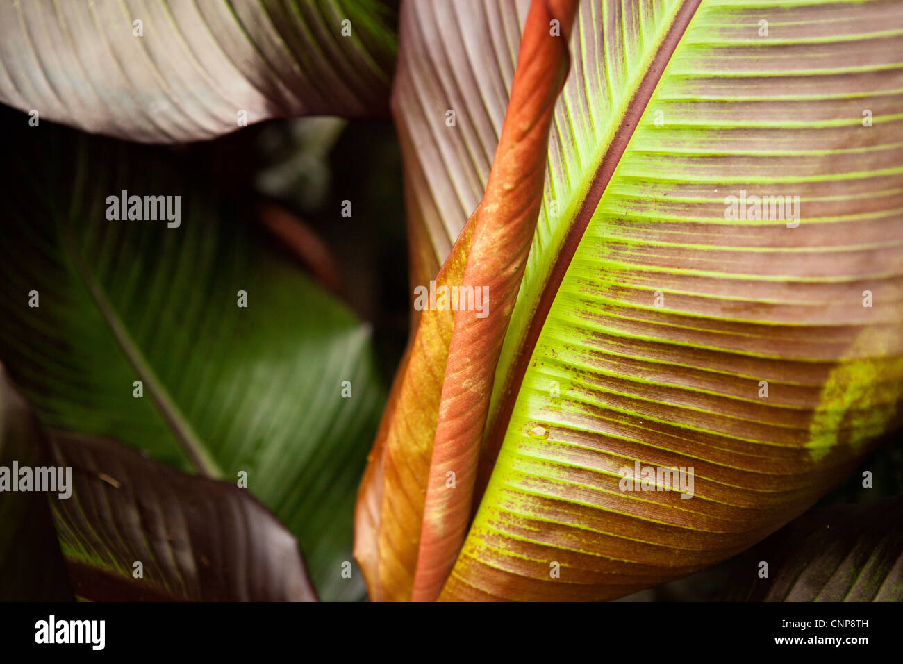 Ensete maurelli plante banane - Détail - Photographies botaniques des plantes Banque D'Images