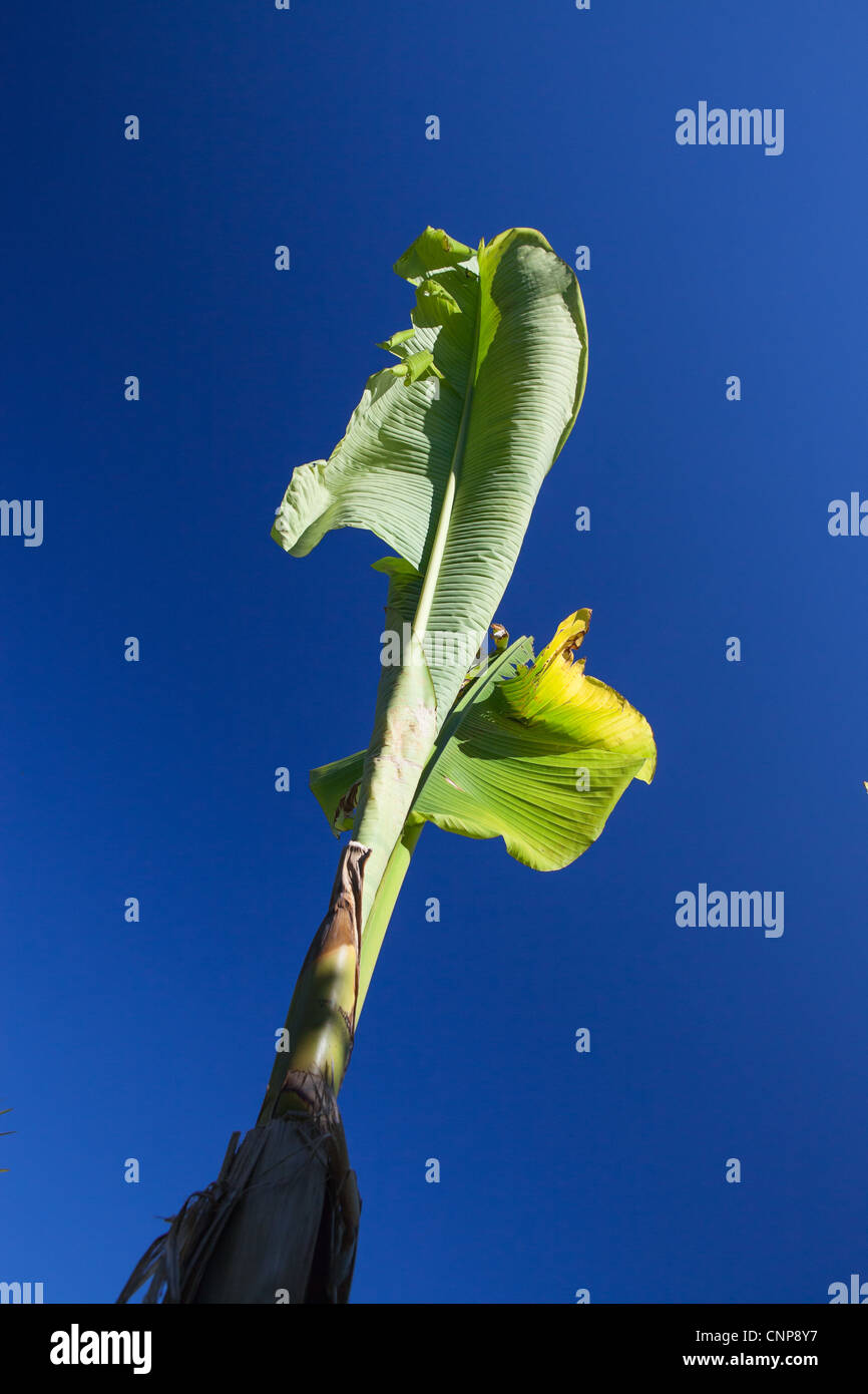 Musa Basjoo - Feuille - détail des plantes Photographies botaniques Banque D'Images