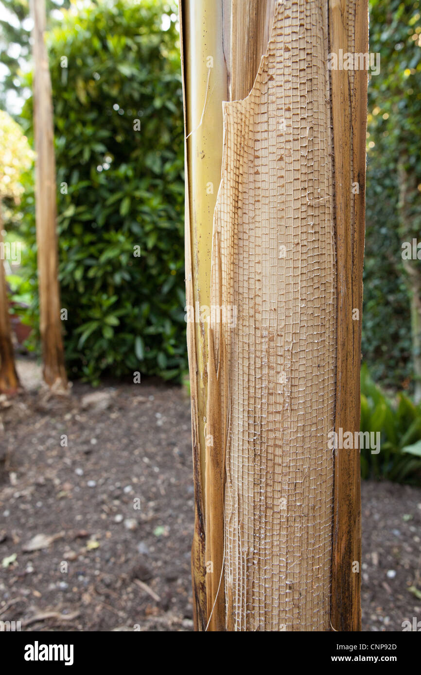 Bananier Musa basjoo - Détail - Photographies botaniques des plantes Banque D'Images
