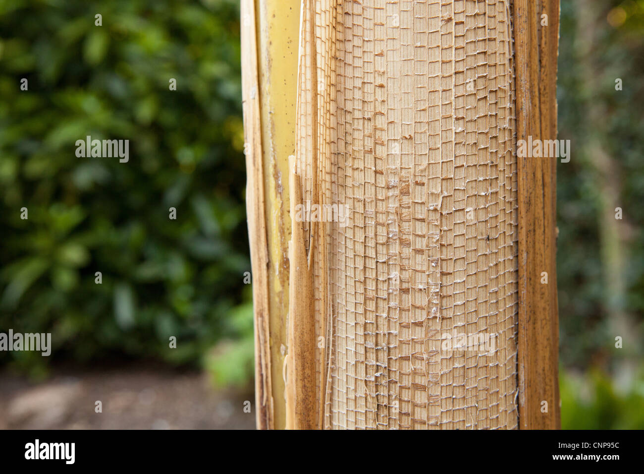 Musa basjoo Plant détail - Photographies botaniques Banque D'Images