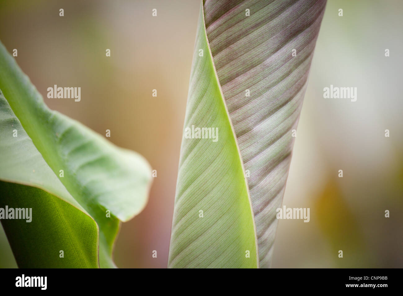 Des feuilles de bananier Musa Basjoo - Détail - Photographies botaniques des plantes Banque D'Images