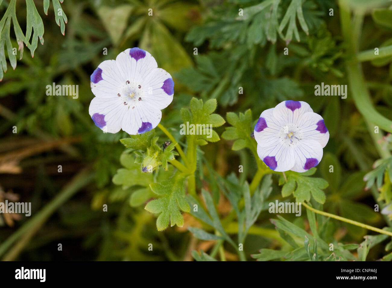 Fivespot Nemophila maculata Los Angeles, California, United States 4 avril Hydrophyllaceae Banque D'Images