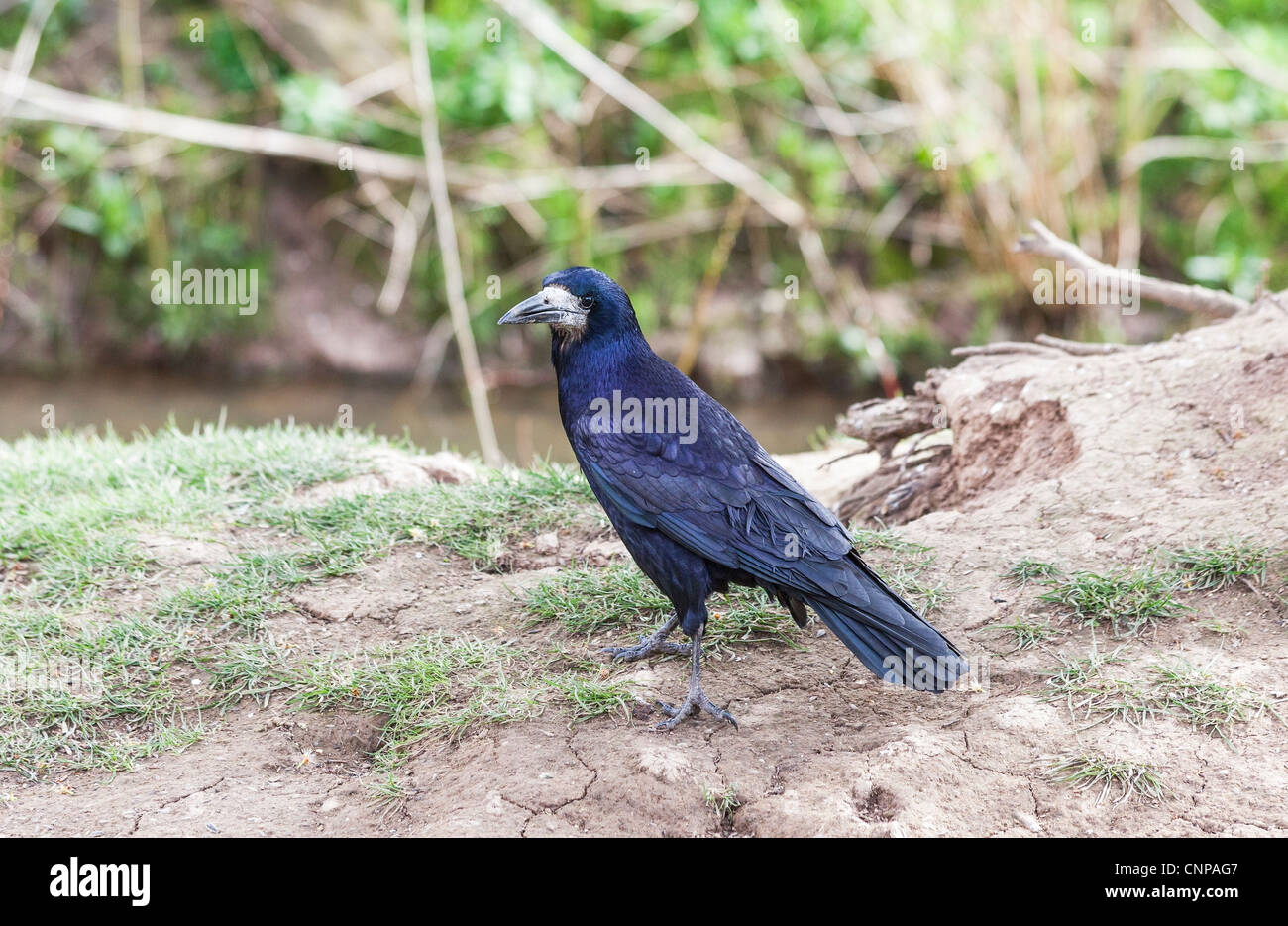 Rook (Corvus frugilegus) en pontant sur le sol (oiseau résident d'origine) à Slimbridge, Gloucestershire Banque D'Images