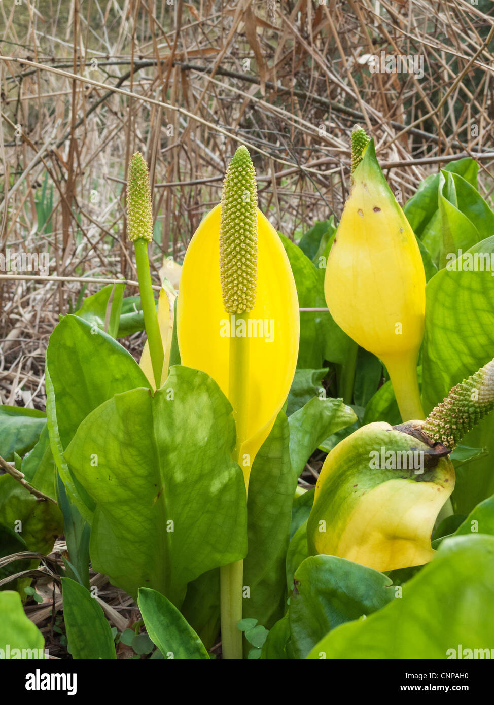 Western lysichiton (Lysichiton americanus) Aussi appelé Lysichiton jaune ou Swamp Lantern Banque D'Images