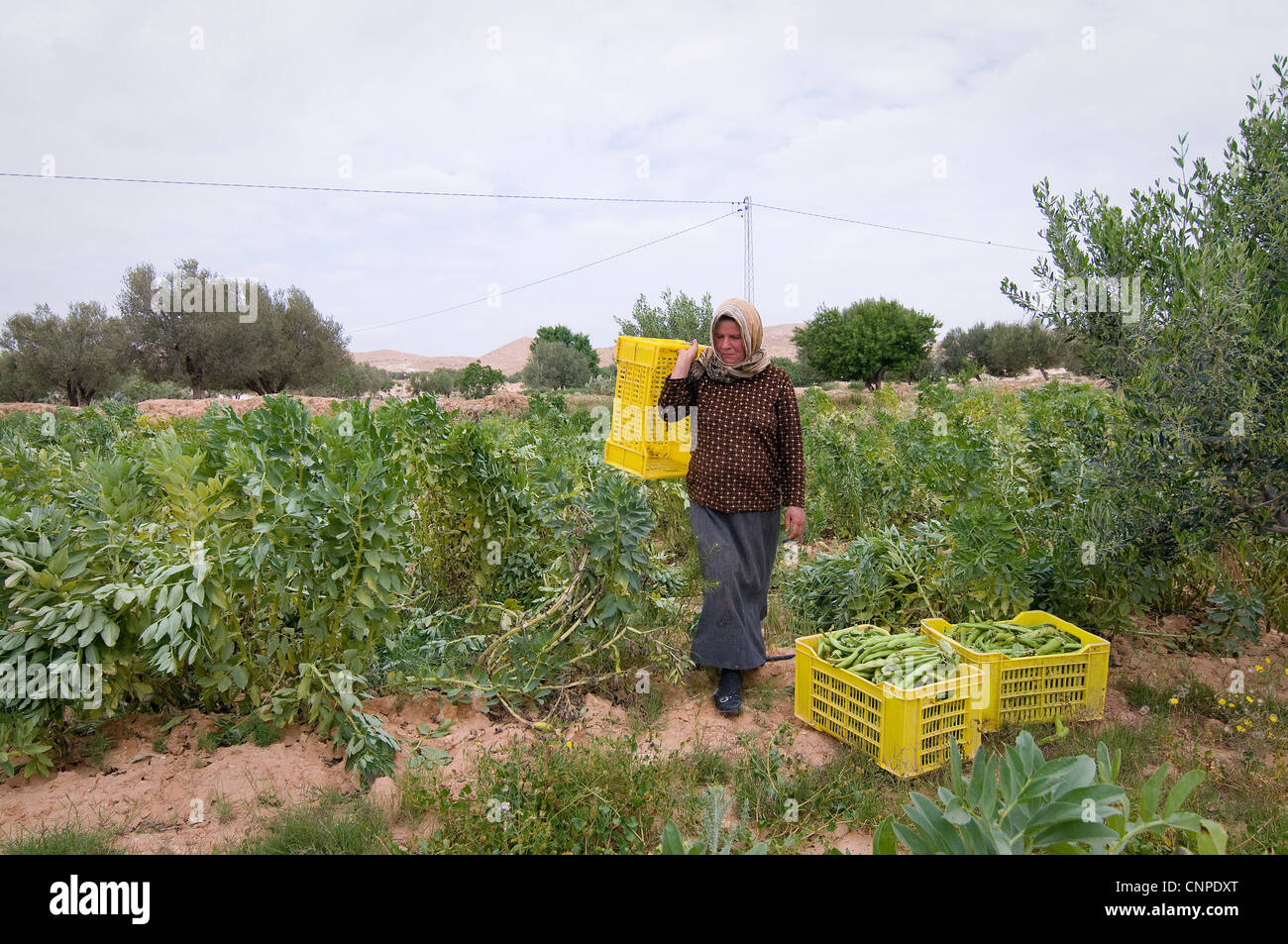 Tunisie : Les femmes qui travaillent dans les champs gagner un revenu très faible et travailler dur. Banque D'Images