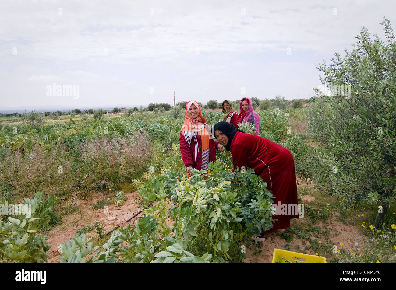 Tunisie : Les femmes qui travaillent dans les champs gagner un revenu très faible et travailler dur. Banque D'Images