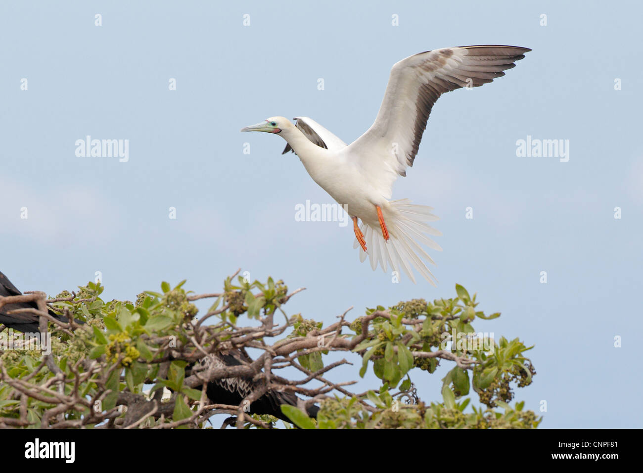 Fou à pieds rouges adultes entrée en terre Banque D'Images