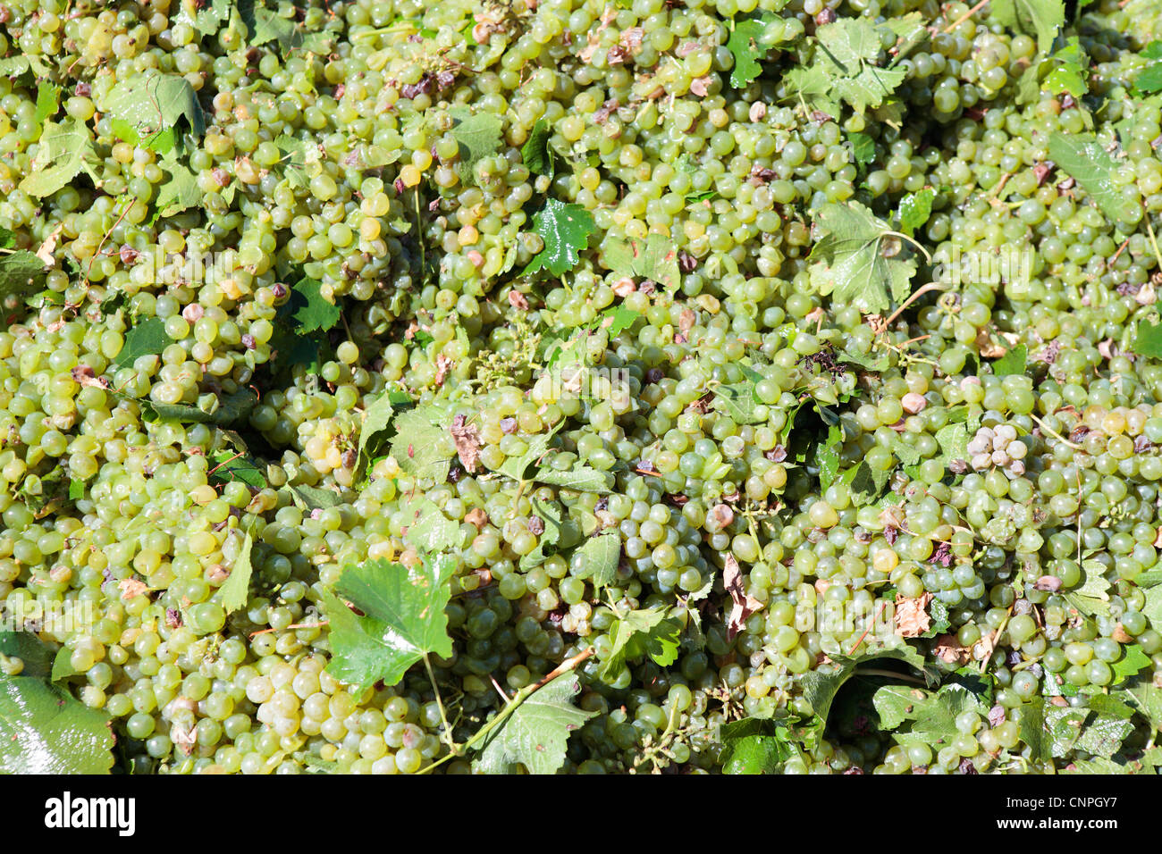 Les raisins pour le vin blanc frais, Western Cape, Afrique du Sud Banque D'Images