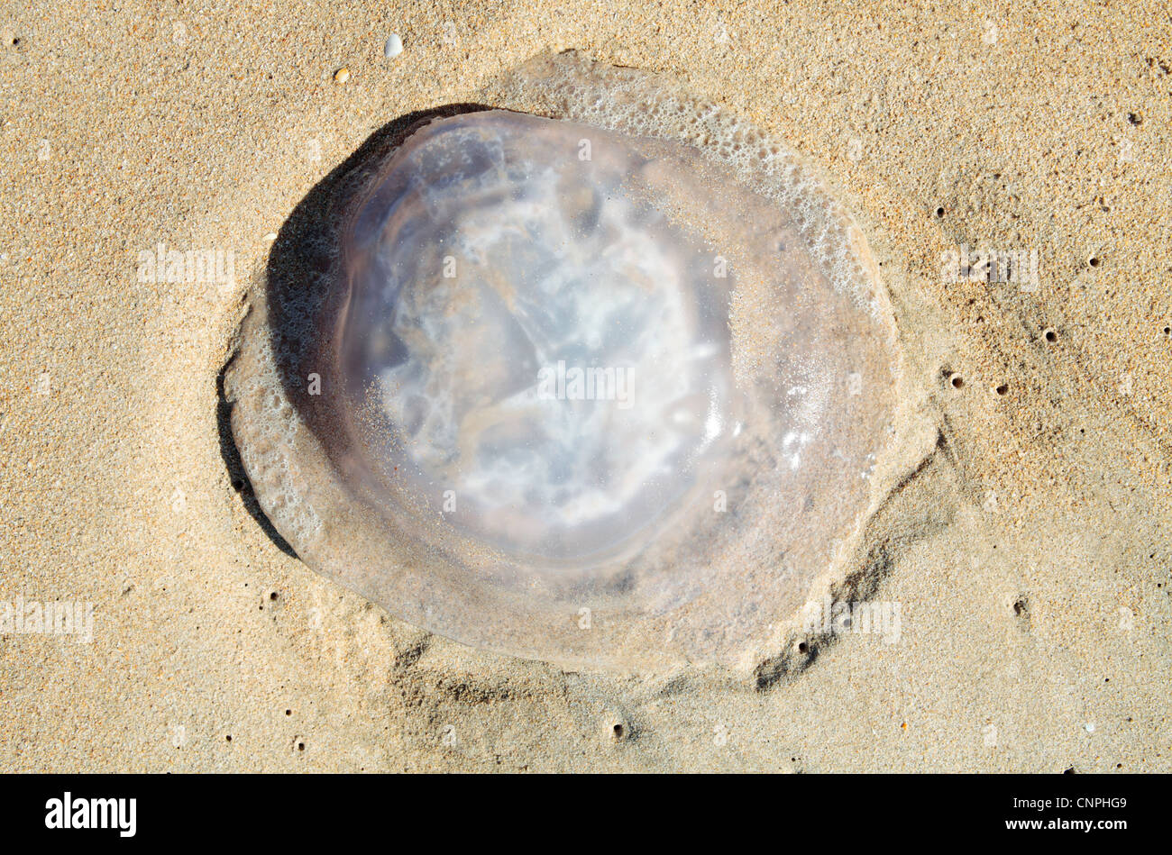 Reste du corps ou de méduses Rhizostoma pulmo (Football) Banque D'Images