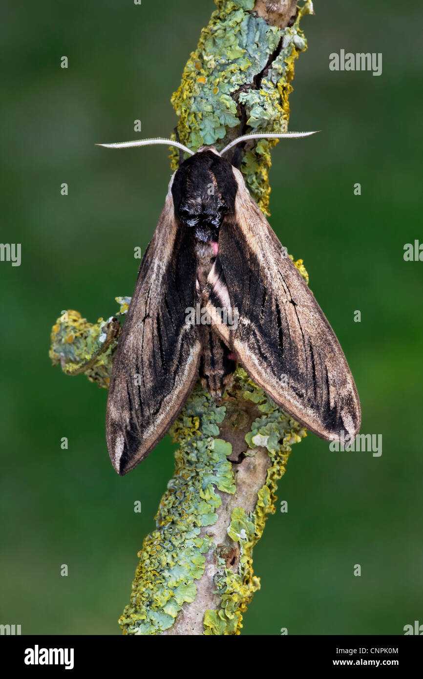 Privet Hawk Moth Banque D'Images