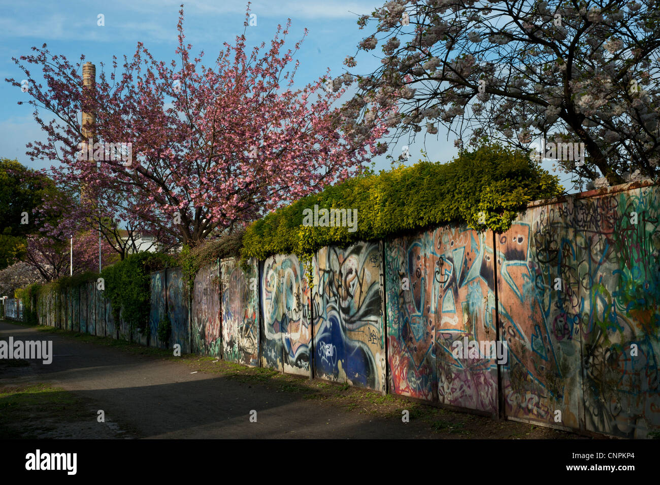 Le printemps à Berlin Neukölln. Mur de graffiti et un arbre avec des fleurs rose Banque D'Images