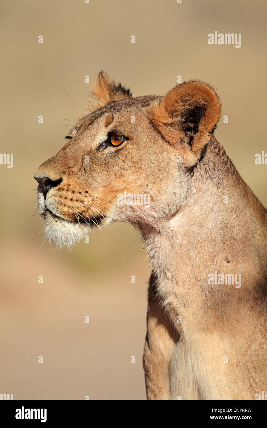 Lionne d'alerte (Panthera leo), Kgalagadi Transfrontier Park, Afrique du Sud Banque D'Images