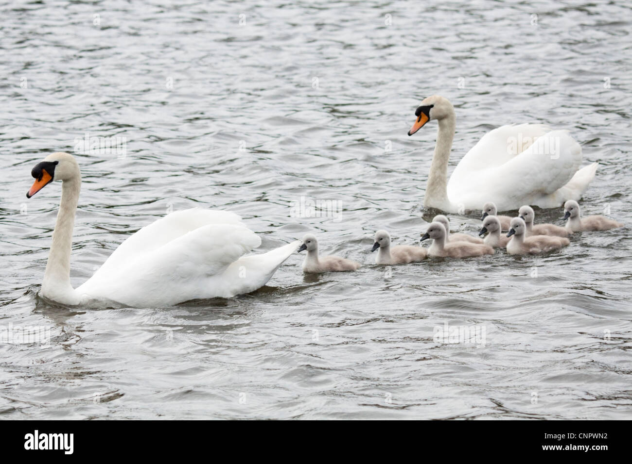 La famille Cygne muet Banque D'Images