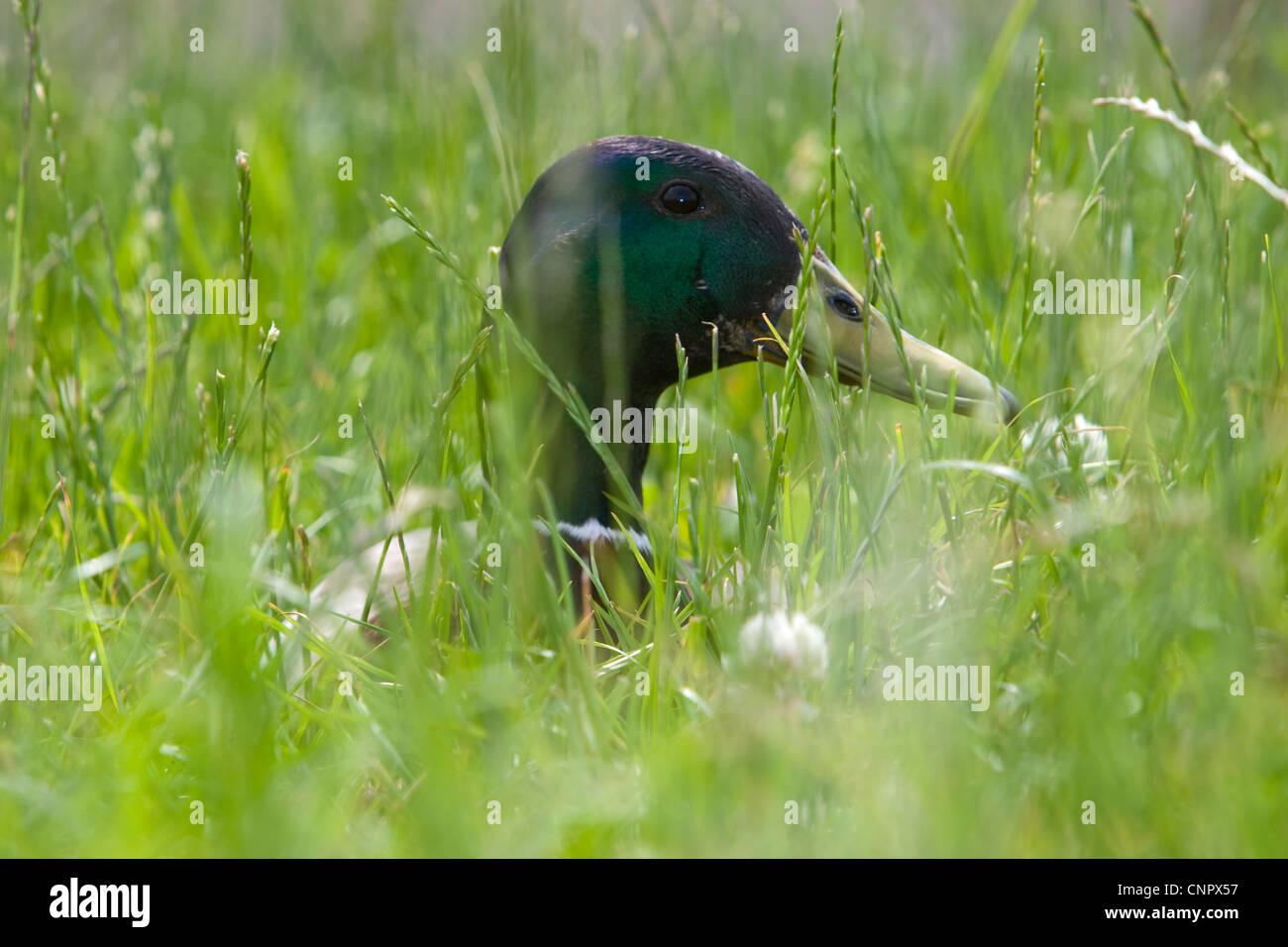 Mallard Drake se cacher dans les hautes herbes Banque D'Images