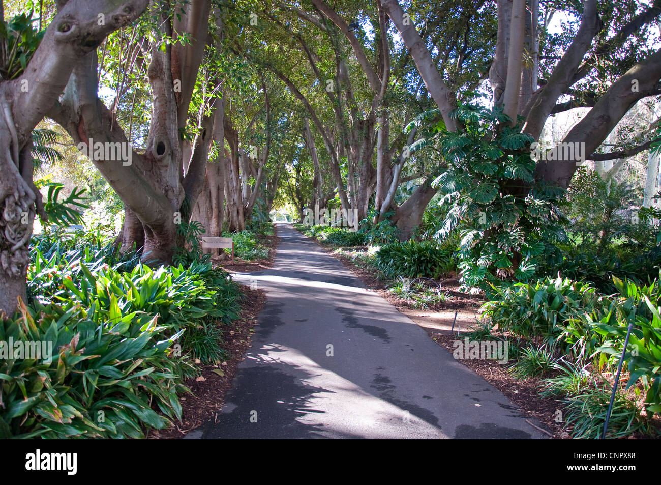 Dans le jardin botanique d'Adélaïde, en Australie Banque D'Images