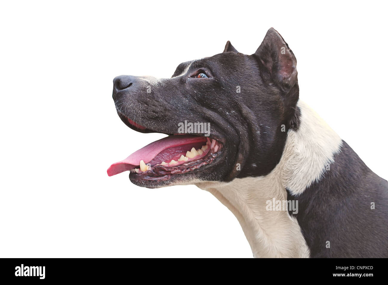 Chien pit-bull terrier aspect heureux isolé sur fond blanc Banque D'Images