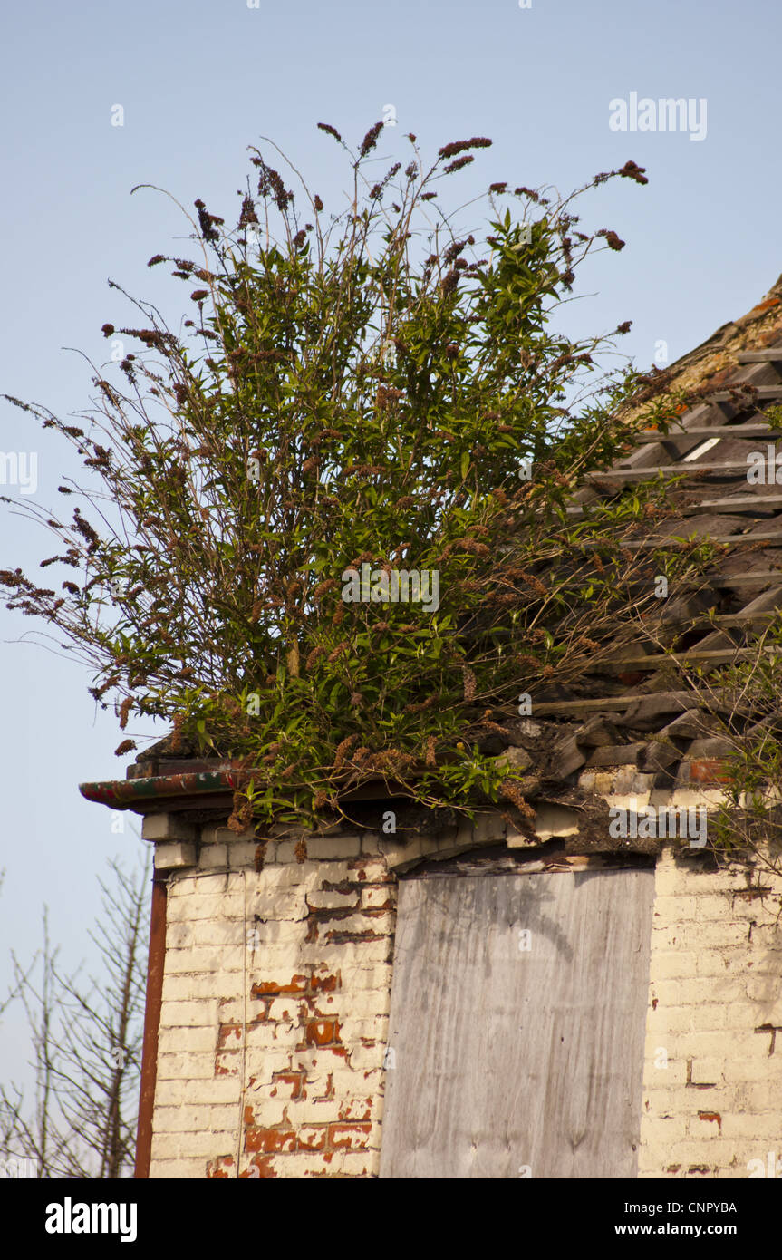 Maison à l'abandon avec les mauvaises herbes et de buddleia davidii toit de plus en plus Banque D'Images