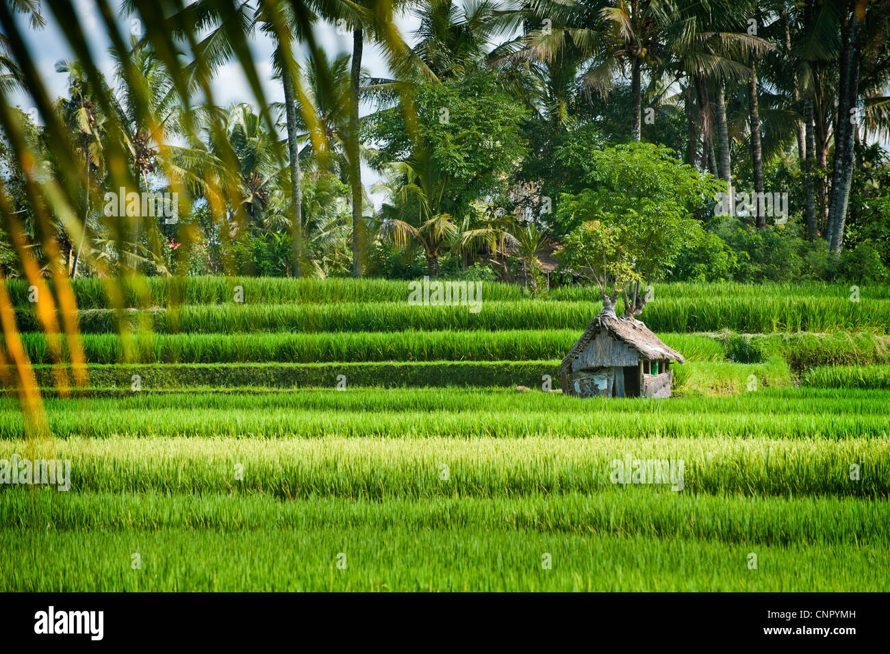 Les belles rizières en terrasses autour du village d'Ubud, Bali, Indonésie. Banque D'Images