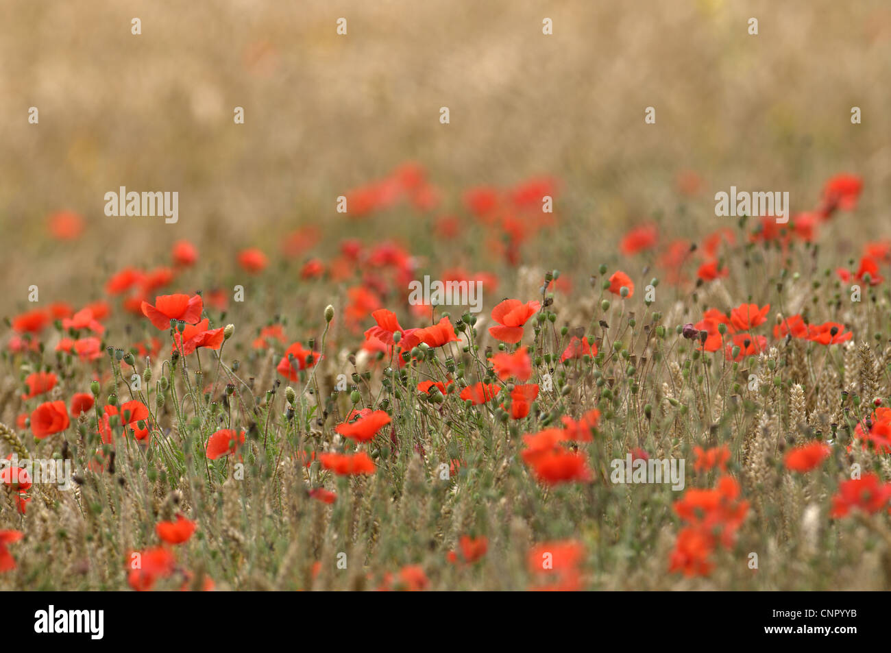 Domaine de la politique du pavot Papaver rhoeas Banque D'Images