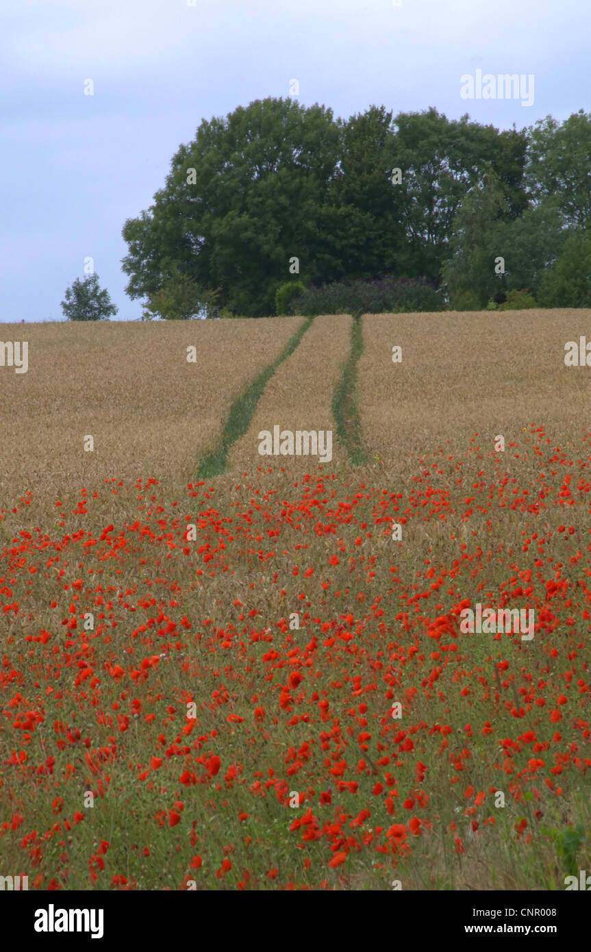 Domaine de la politique du pavot Papaver rhoeas Banque D'Images