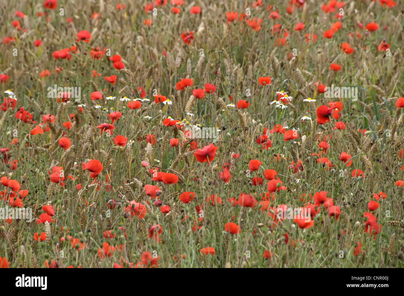 Domaine de la politique du pavot Papaver rhoeas Banque D'Images