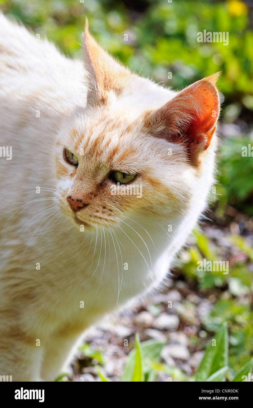 Un chat domestique dans un jardin anglais. UK. Banque D'Images