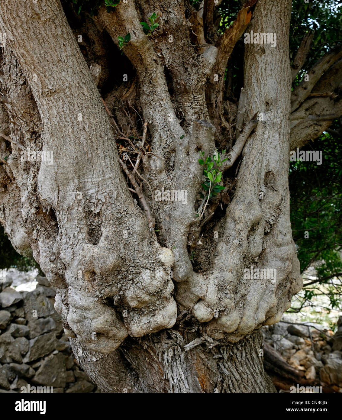 Les mains d'arbres olives Banque D'Images