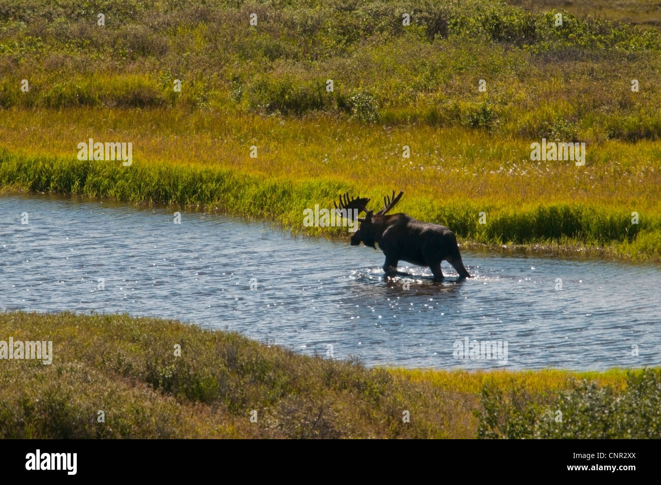 Un orignal mâle traverse l'un des nombreux étangs trou électrique contenant des herbes aquatiques sur laquelle il se nourrit. Denali National Park Banque D'Images