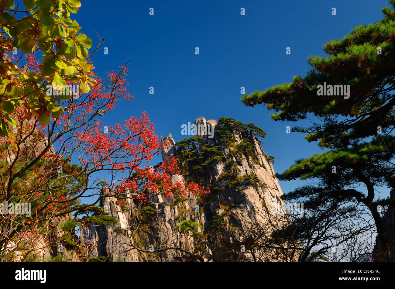Les baies de sorbier rouge commence à croire à la montagne jaune pointe huangshan chine avec ciel bleu Banque D'Images