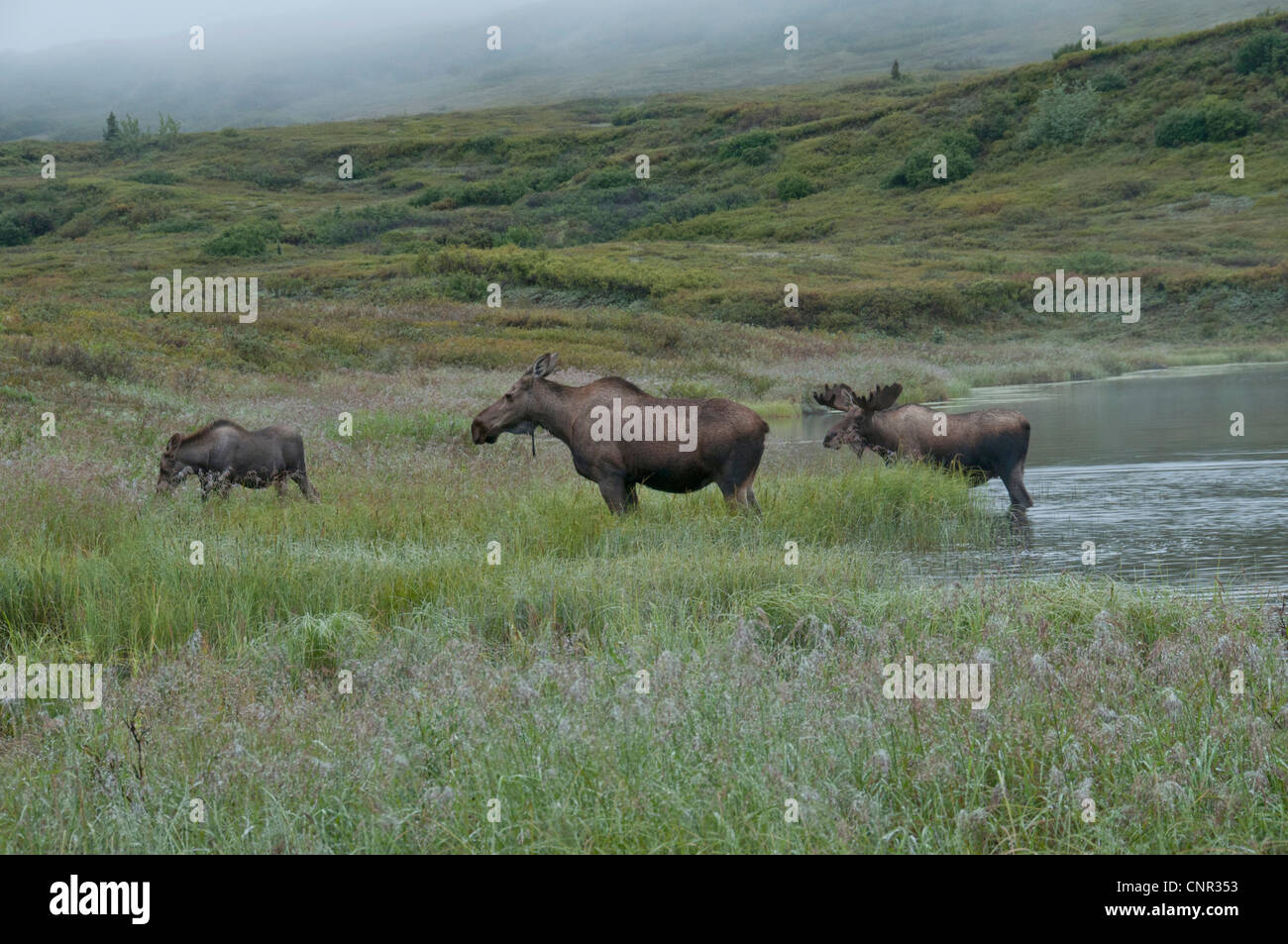 L'orignal (Alces alces) vache, calif et Bull s'alimenter à un étang dans le parc national Denali, en Alaska. Brume enveloppe la toundra. Banque D'Images