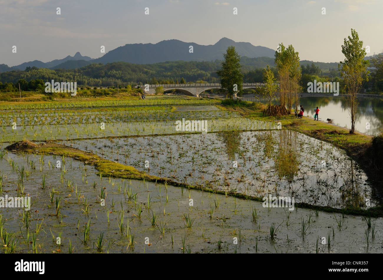 Les rizières inondées et les peintres le long du ruisseau jiyin à hongcun dans la province de l'Anhui chine Banque D'Images