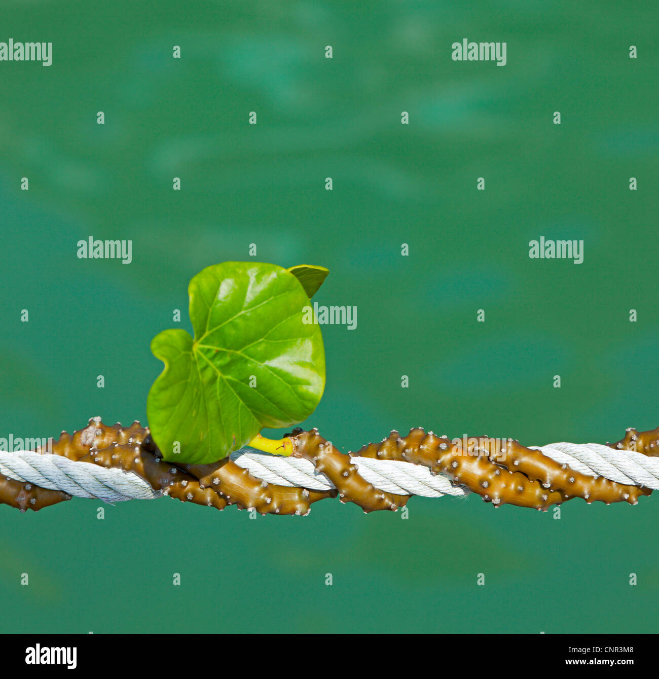 Vigne tropicale Banque D'Images