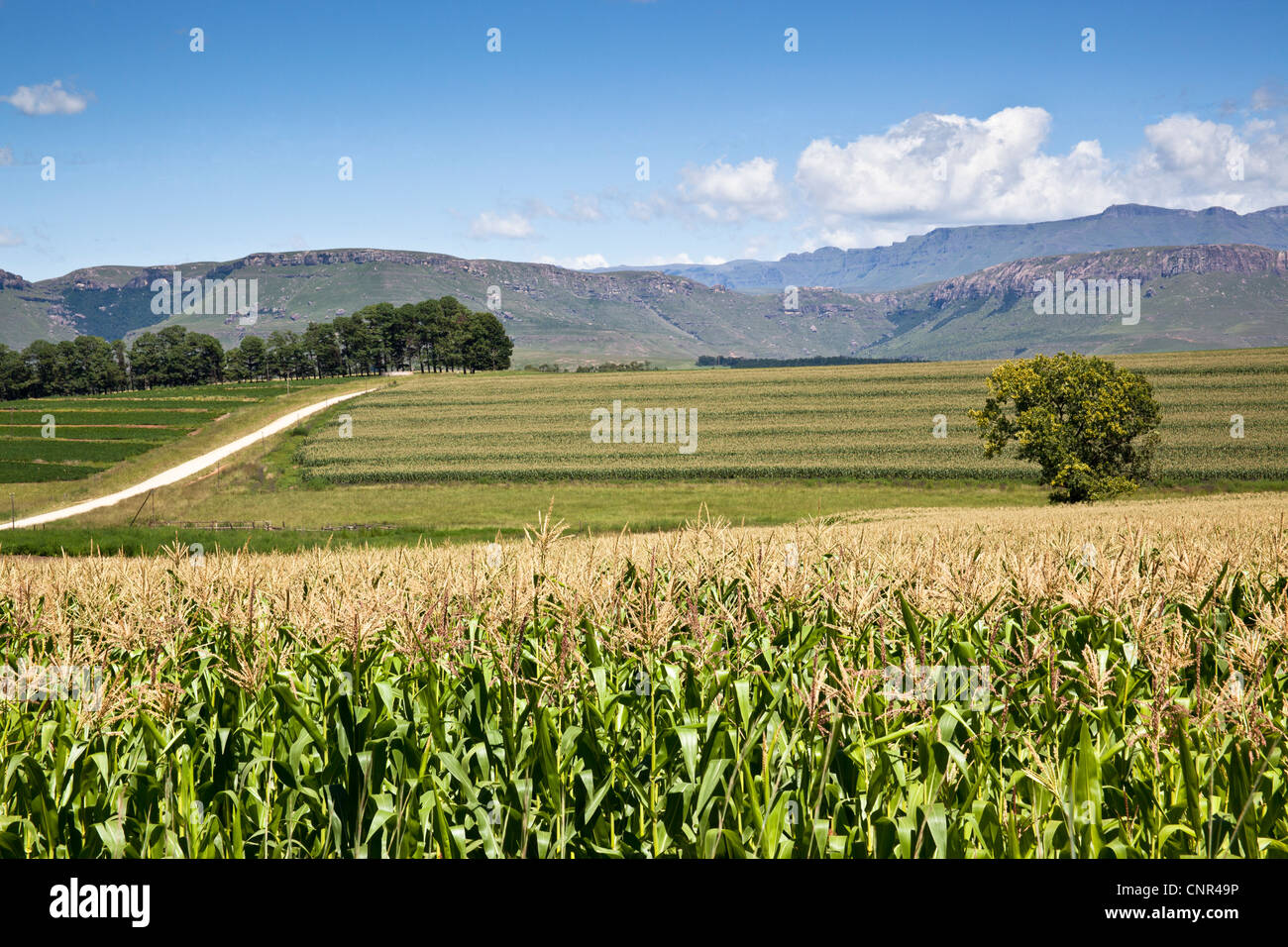 Paysages, contreforts des Drakensberg du Sud, Eastern Cape, Afrique du Sud Banque D'Images