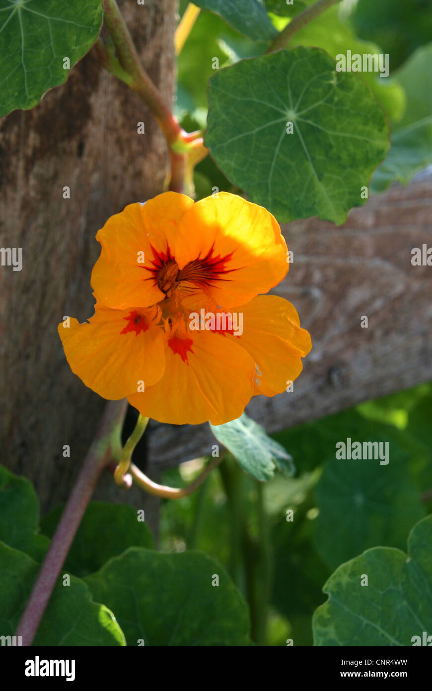 C'est une vue d'une capucine, pas un géranium que j'ai cru au départ. Banque D'Images
