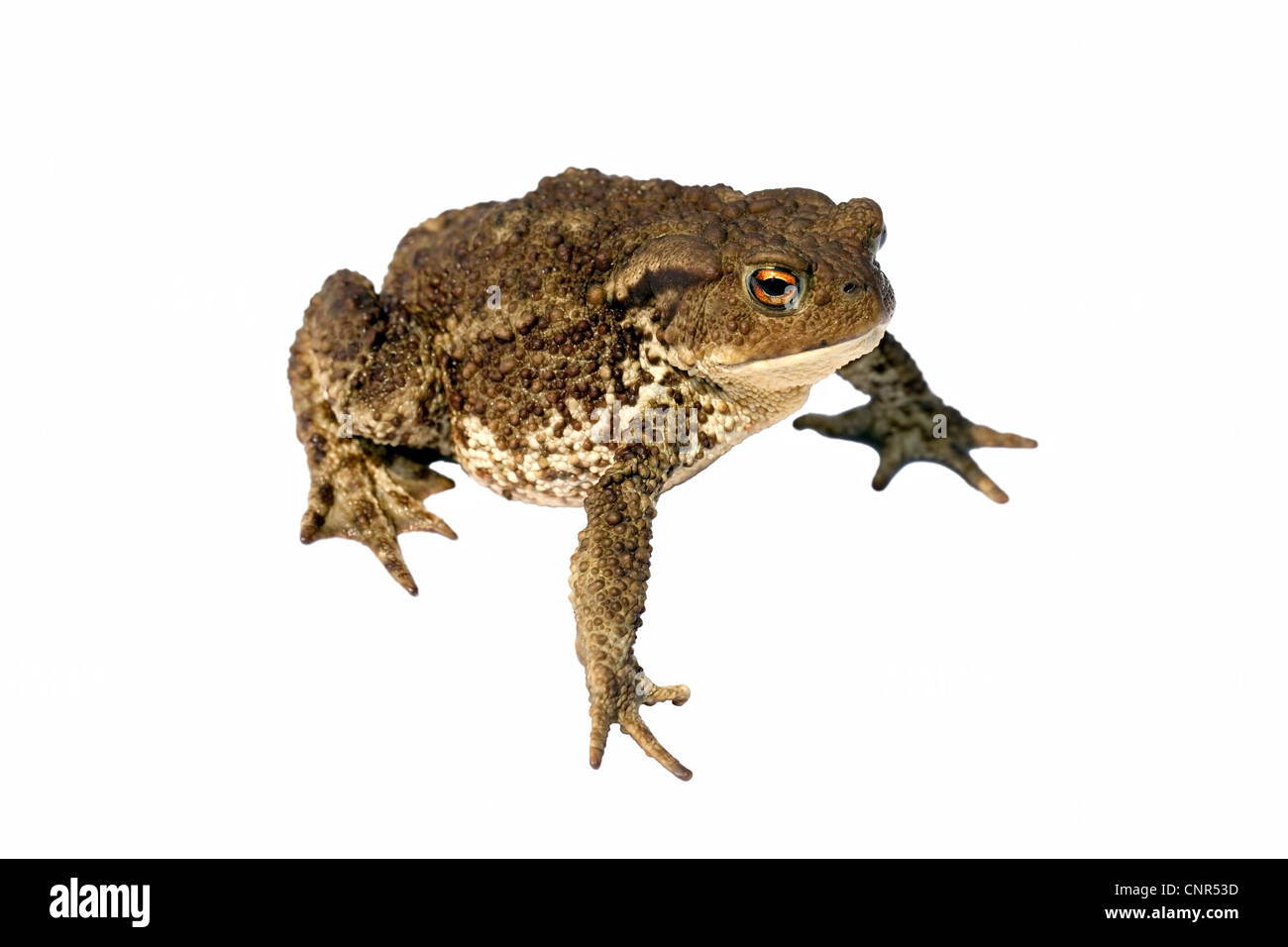 Crapaud commun Bufo bufo Banque D'Images