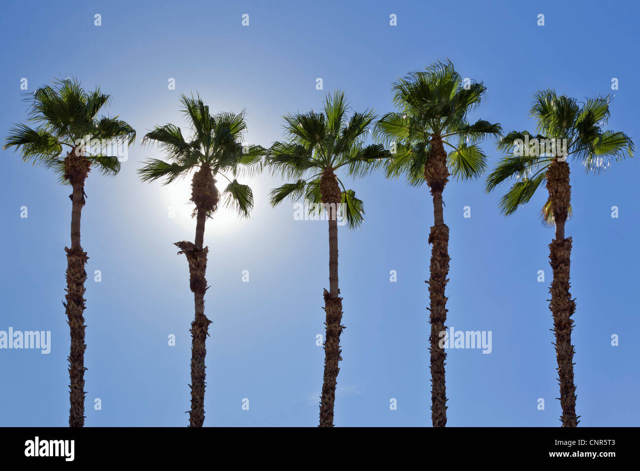 Rangée de Palmiers, Palm Springs, California, USA Banque D'Images