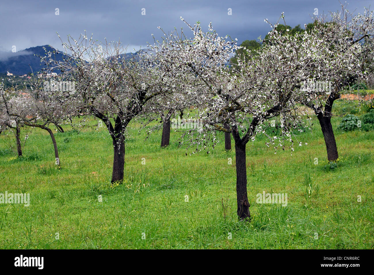 Amande amère (Prunus amygdalus), la floraison des amandiers à Majorque, Espagne, Baléares, Majorque Banque D'Images