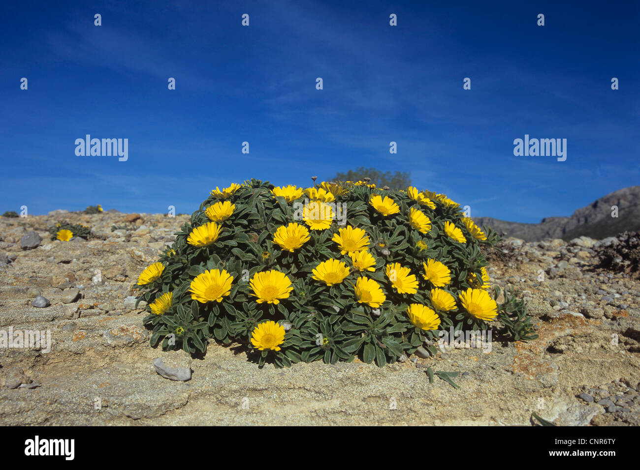 Pièce d'or, plage Méditerranée Daisy (Asteriscus maritimus, Bubonium maritimum), plante à fleurs, Grèce Banque D'Images