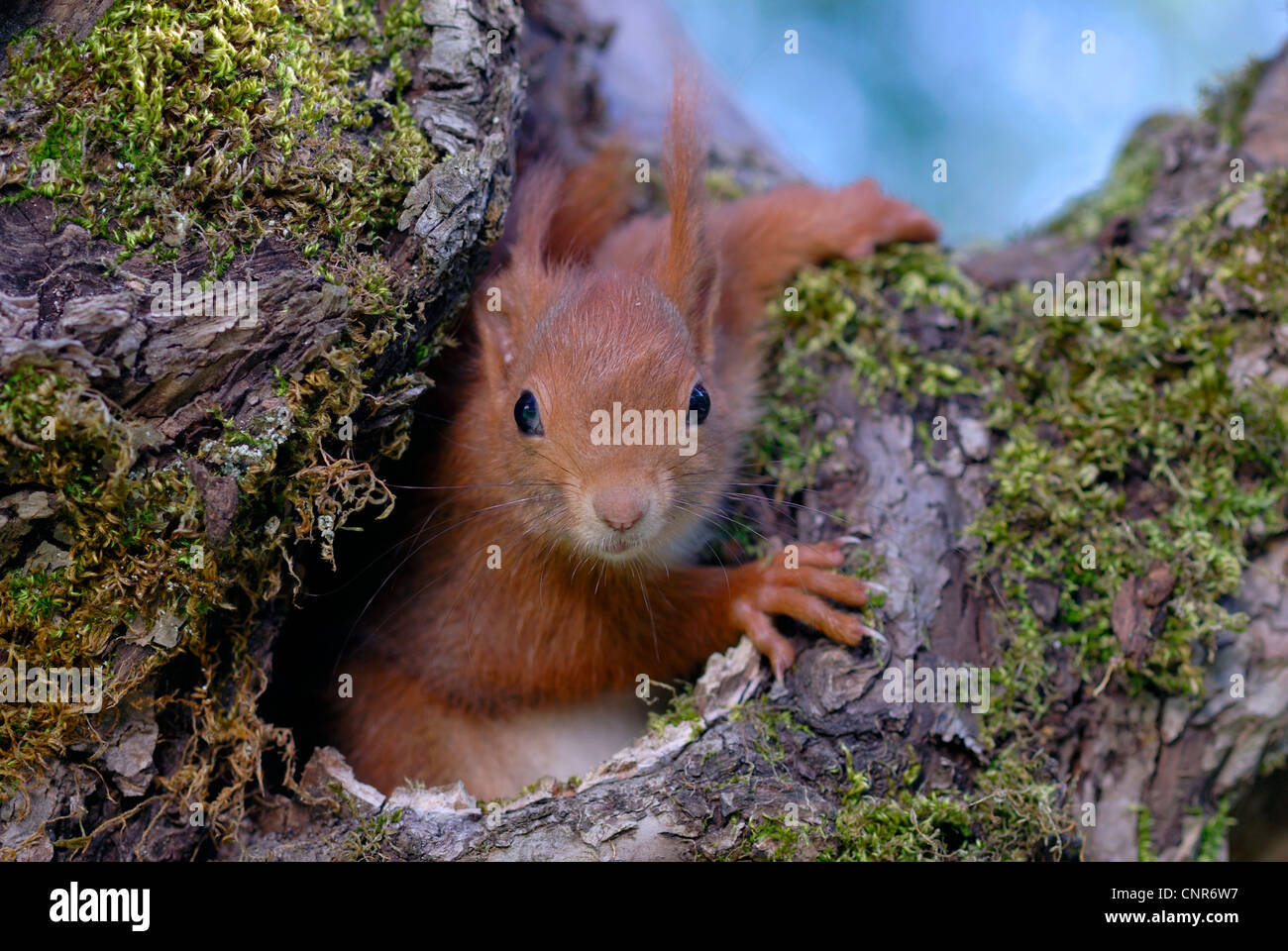 L'écureuil roux européen eurasien, l'écureuil roux (Sciurus vulgaris), dans un trou d'arbre, Forêt Noire, Allemagne Banque D'Images