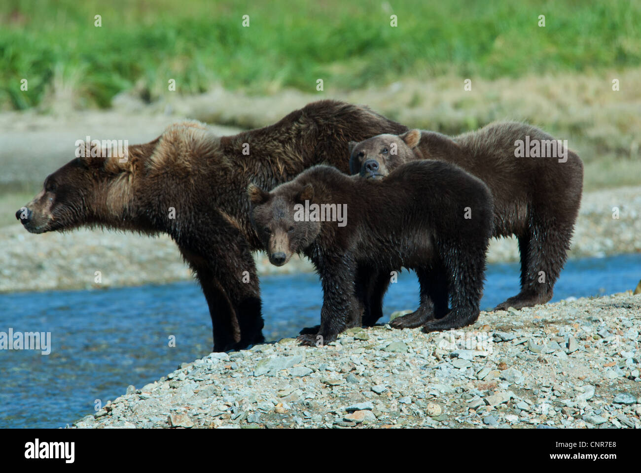 Brown Bear sow avec lits d'oursons à la rivière dans le saumon. Kinak Bay, Katmai NP. Alaska Banque D'Images