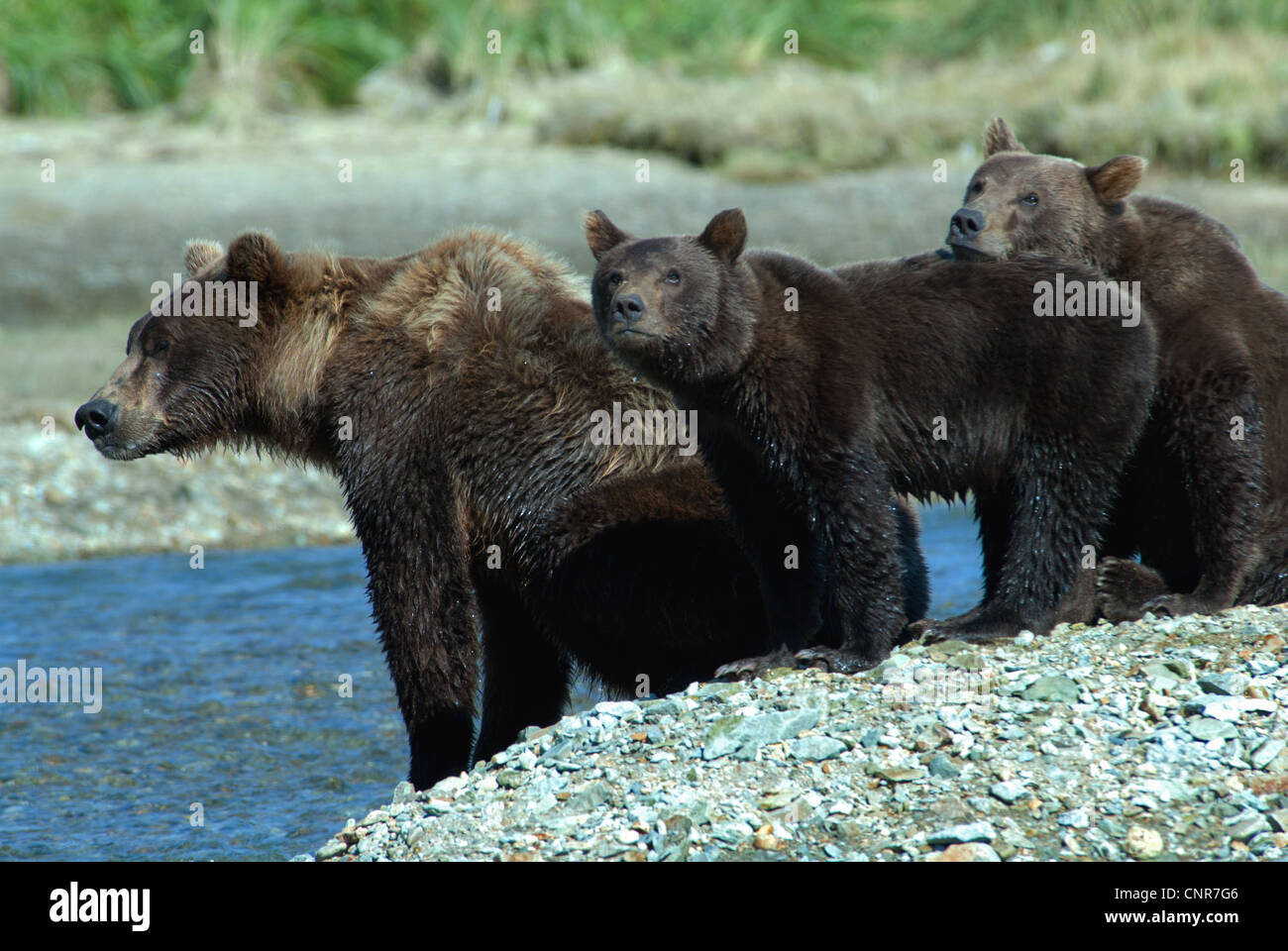 Brown Bear sow avec 2 oursons à la recherche du saumon dans la rivière Kinak, Kinak Bay, Katmai, NP, Alaska Banque D'Images
