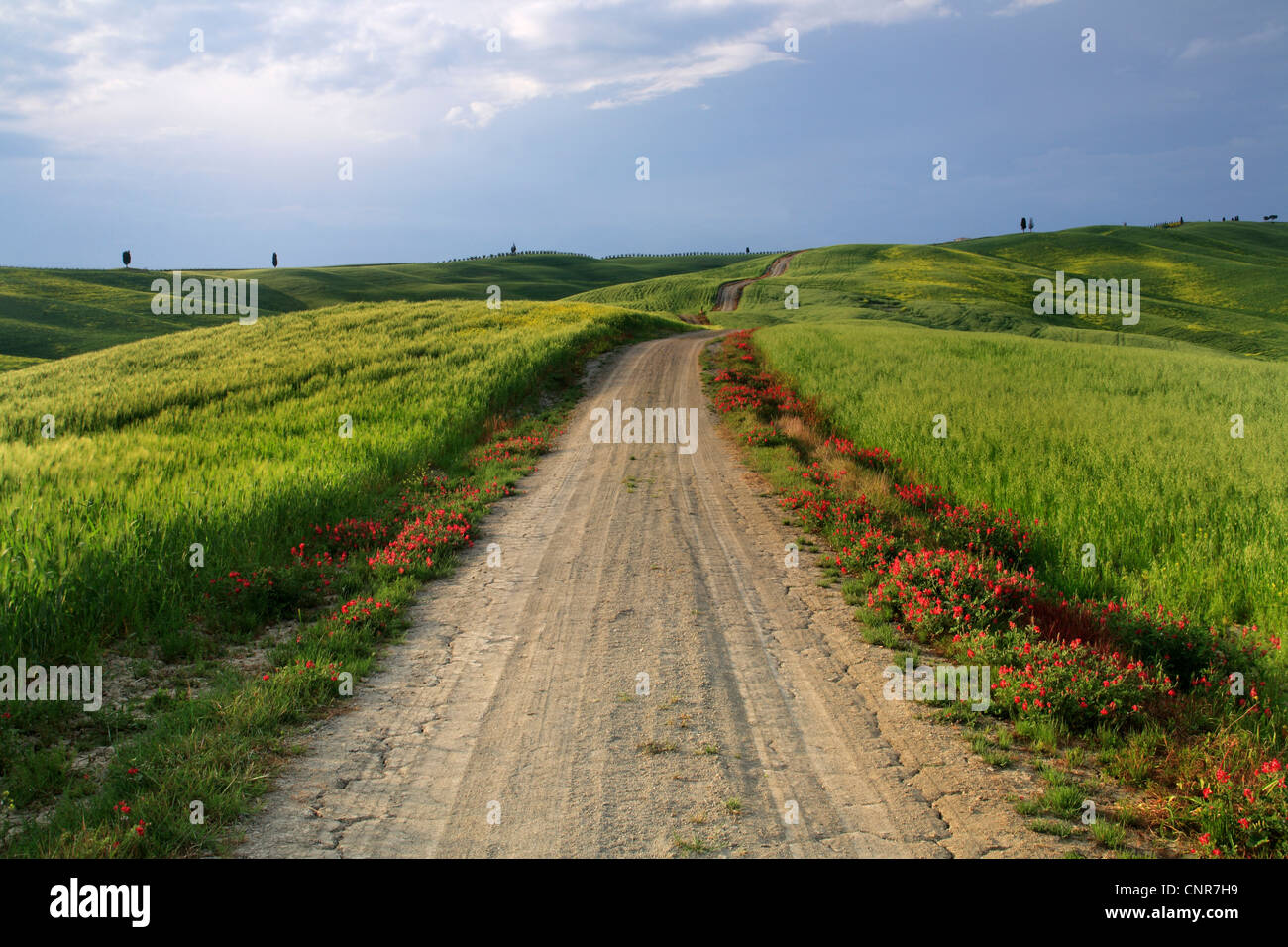 Paysage vallonné avec des champs de céréales et de trajectoire du champ dans la lumière du soir, l'Italie, Toscane Banque D'Images