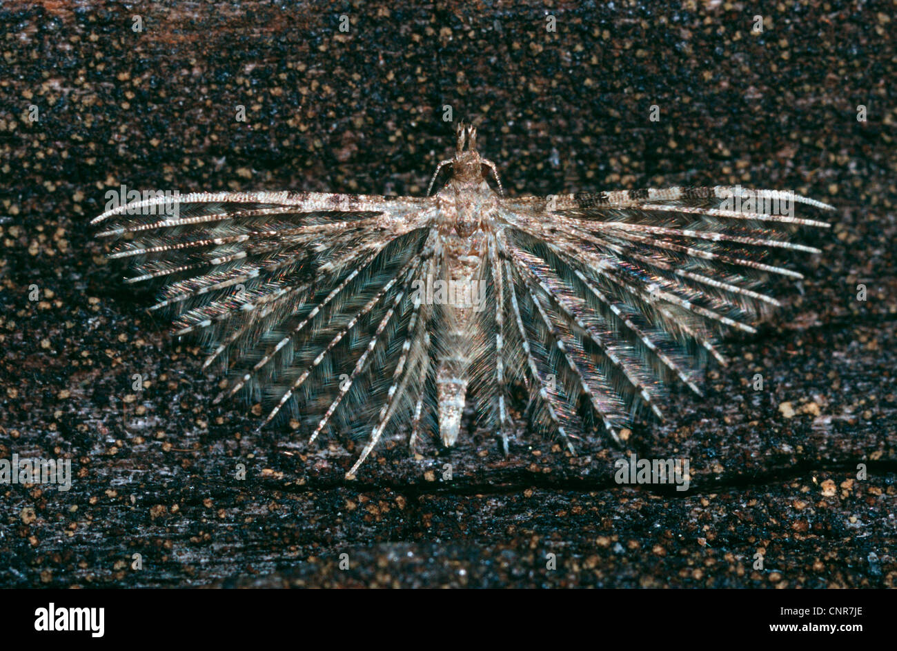 Beaucoup de plumes, vingt-papillon papillon à plumes (Alucita hexadactyla), assis sur l'Écorce, Allemagne Banque D'Images