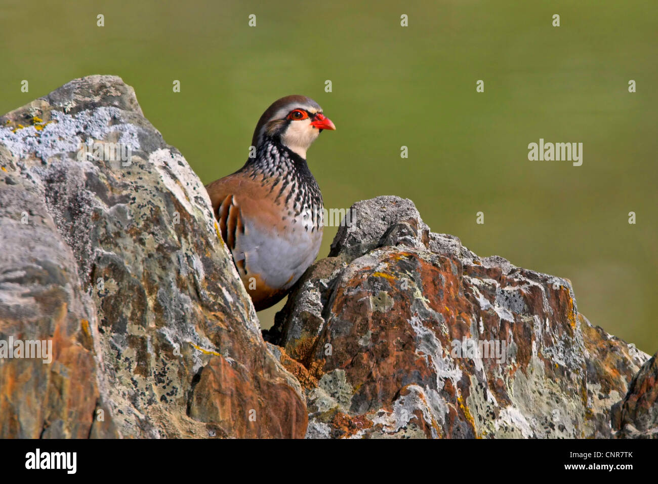 Red-legged partridge (Alectoris rufa), sur les rochers, de l'Europe Banque D'Images
