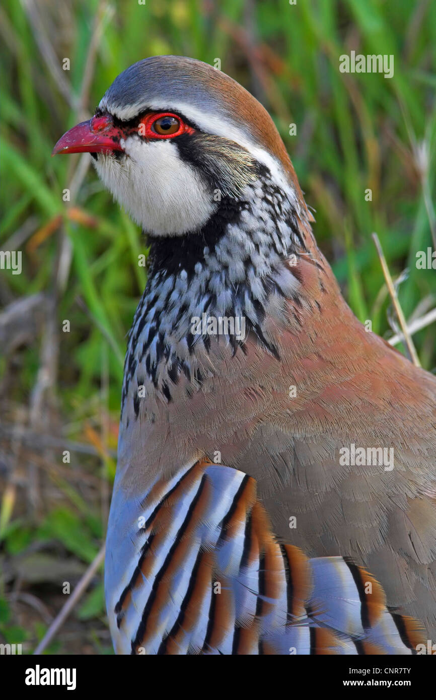 Red-legged partridge (Alectoris rufa), portrait, Europe Banque D'Images