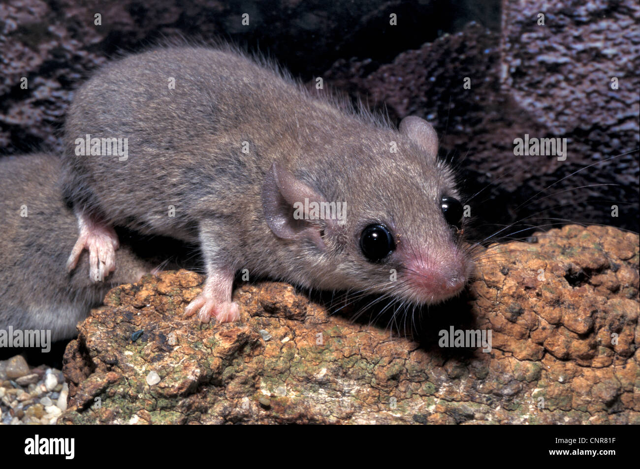 Loir Graphiurus murinus forestiers africains, Gliridae, Rodentia, Mammalia. En captivité Banque D'Images