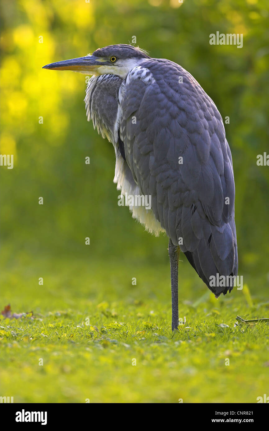Héron cendré (Ardea cinerea), en appui sur une jambe sur un pré, l'Europe Banque D'Images