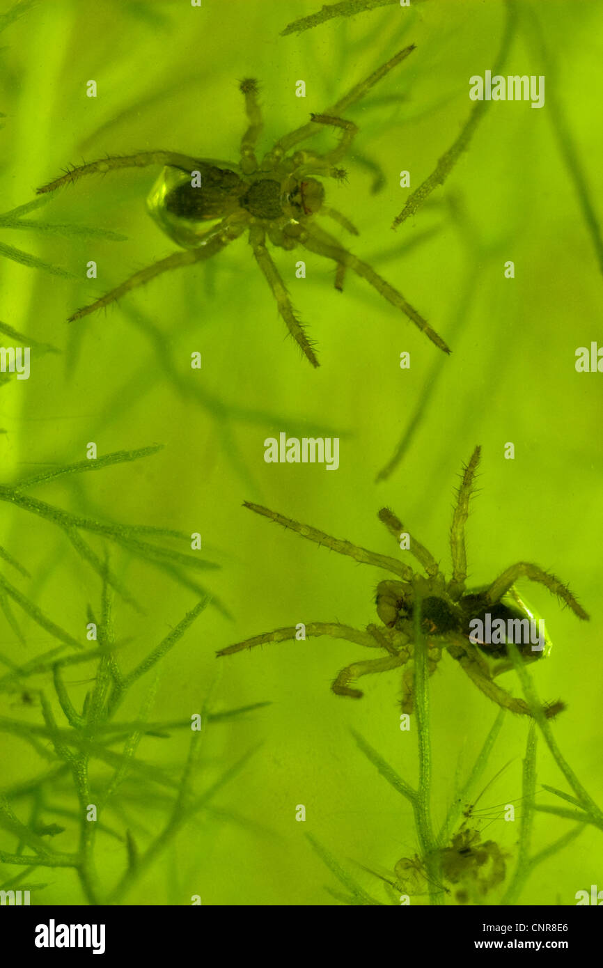 L'araignée européenne de l'eau (Argyroneta aquatica), les jeunes araignées, 2 mm, l'Allemagne, Bavière, Chiemsee Banque D'Images