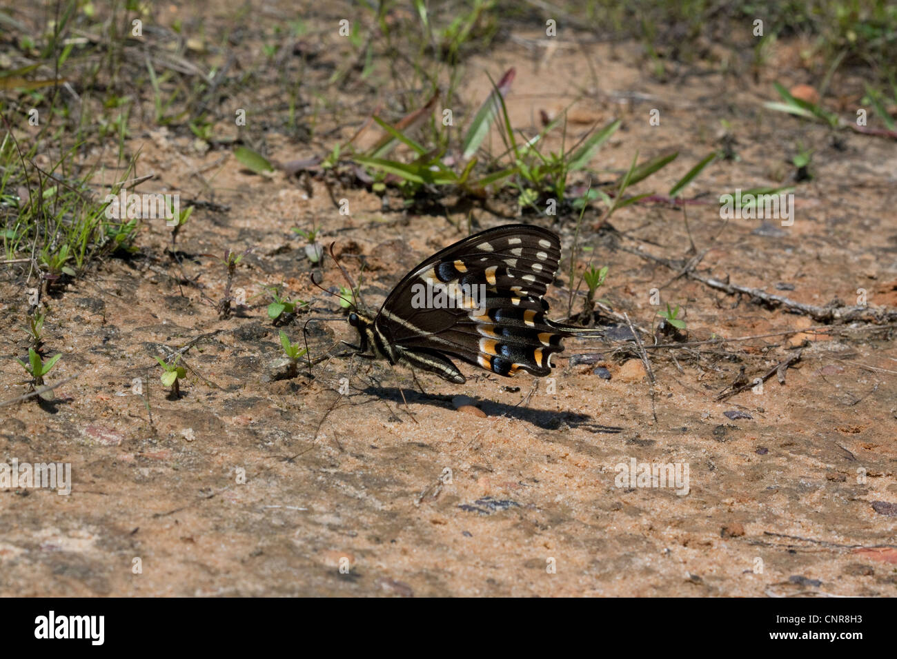 E. black swallowtail Butterfly Papilio polyxenes de flaques de boue, SE USA Banque D'Images