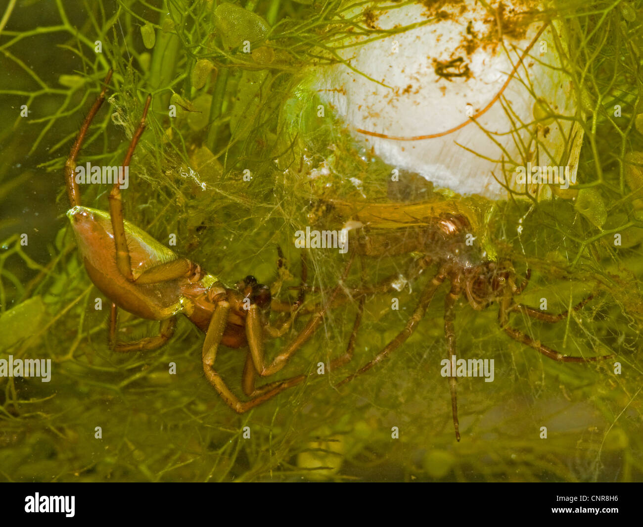 L'araignée européenne de l'eau (Argyroneta aquatica), homme en face de cocoon gardés par la femelle, Allemagne, Bavière, Chiemsee Banque D'Images